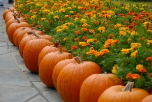 alimentos de otoño